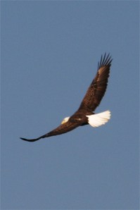 flying-eagle1