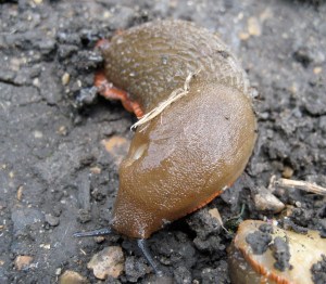 slug